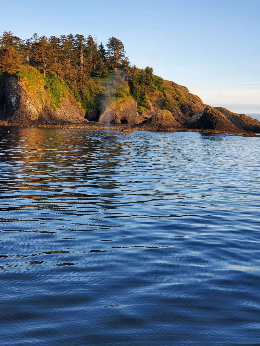 The coastline near Sitka, Alaska