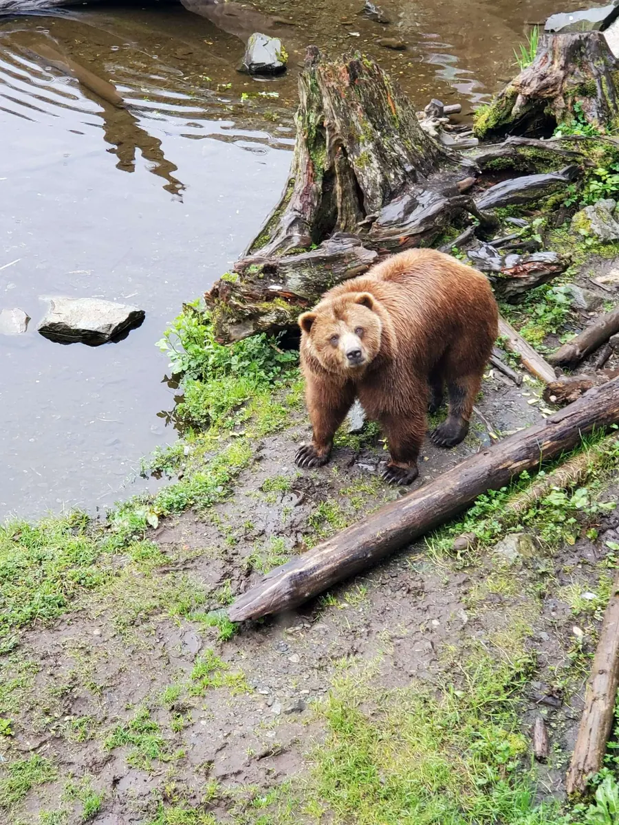 A brown bear at the Fortress of the Bear sanctuary near Sitka